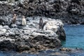 Penguins roost on the coast.Ecuado